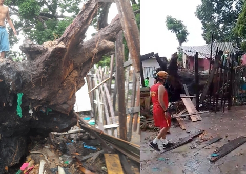 Vídeo: árvore desaba em cima de casa e deixa moradores feridos em Parintins