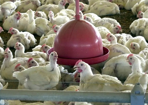 Ministério da Agricultura descarta novos casos de doença aviária no Brasil