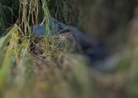 Após sentir forte odor, populares encontram corpo à margem de avenida em Manaus