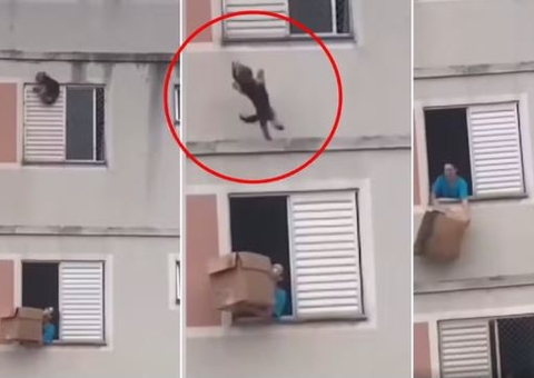 Vídeo: Moradora salva cachorro de queda fatal usando caixa de papelão