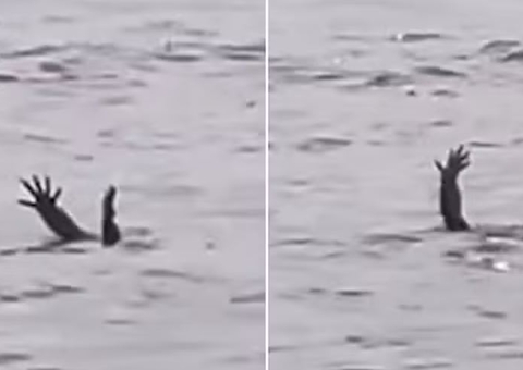 Vídeo mostra jacaré "simulando" afogamento para atrair presas