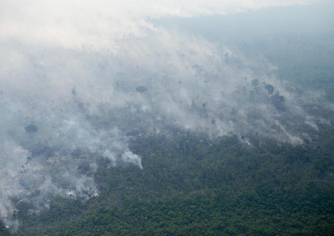 Amazonas, Pará e Mato Grosso lideram desmatamento na Amazônia, diz pesquisa