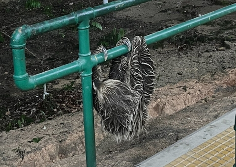 Vídeo: Bicho-preguiça gigante é flagrado passeando pela Ufam