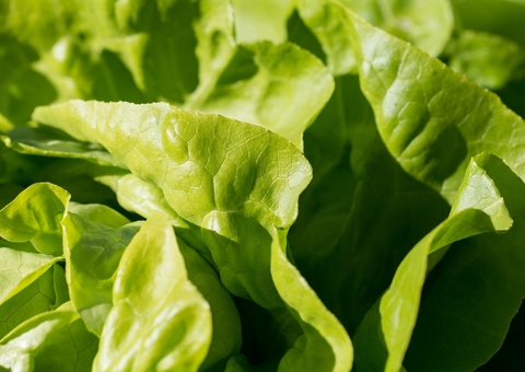 Cobra venenosa é achada dentro de saco de alface