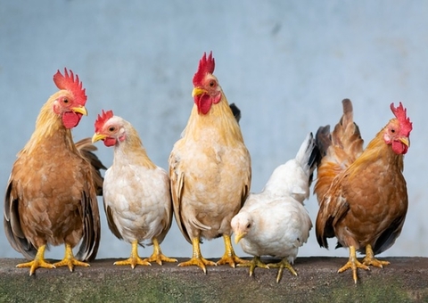 Mais sete países suspendem restrições à carne de frango do Brasil