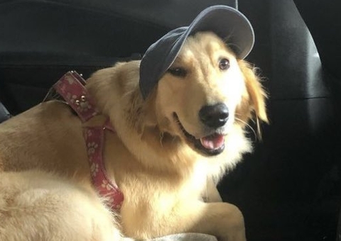 Cadela de 5 anos morre durante transporte e família recebe corpo em isopor