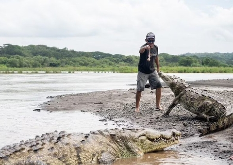 Guias que alimentam crocodilos gigantes viram atração turística