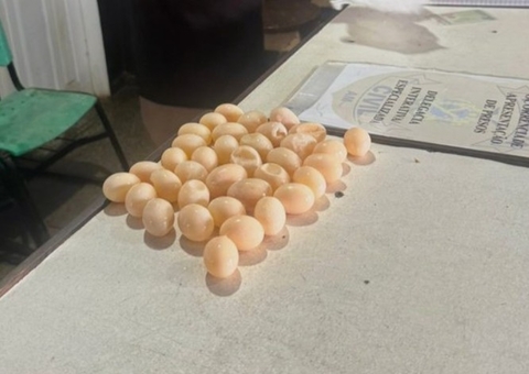 Passageira é presa ao ser pega com 36 ovos de tracajá na bagagem em Tefé