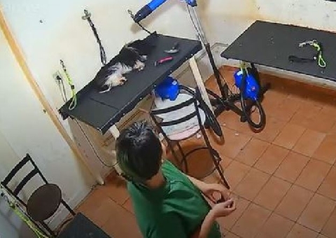 Vídeo: Cadela morre após ser agredida e ter ossos quebrados durante tosa