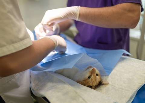 Unidade móvel de castração deve começar a funcionar até fim de julho no Amazonas