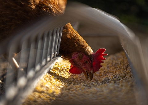 Adaf divulga orientações no Amazonas após caso de Influenza Aviária pôr o país em alerta