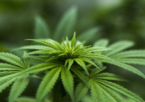 Estudo afirma que canábis medicinal diminui tensão arterial de idosos