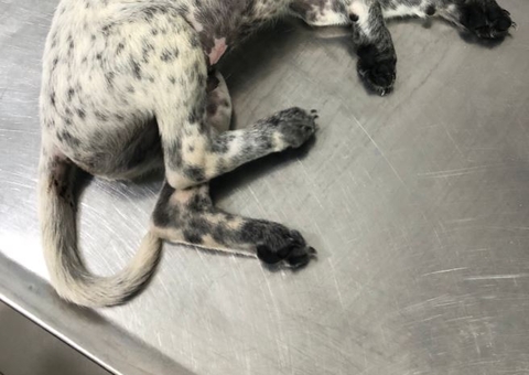 Homem é preso por agredir namorada e quebrar patas do cachorro dela em Manaus