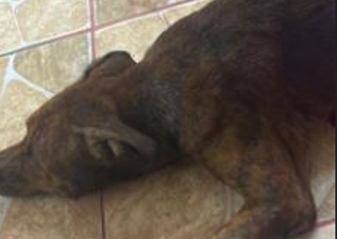 Cachorro é morto a facada após fugir de casa no Amazonas