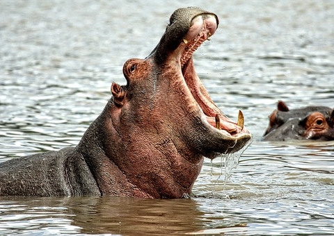 Hipopótamo vira barco com 37 pessoas em rio cheio de crocodilos; 7 morreram