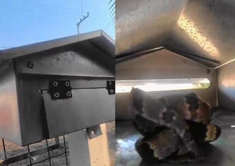 Mulher encontra cobra dentro de caixa de correio