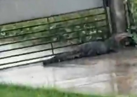 Jacaré invade quintal após fortes chuvas no interior do Amazonas