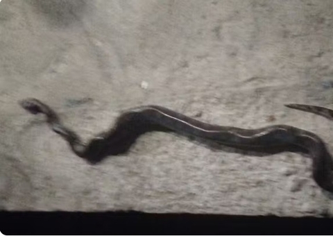 Sucuri morre após ser atacada a mordidas por homem