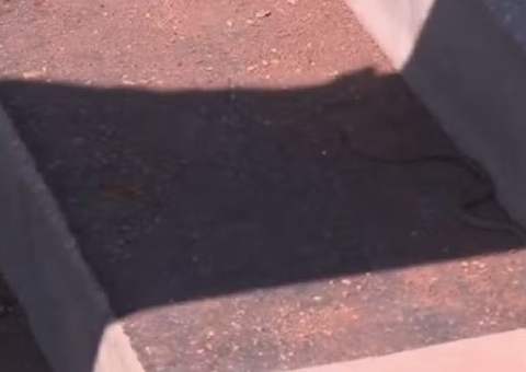 Cobra causa susto e interrompe jogo decisivo