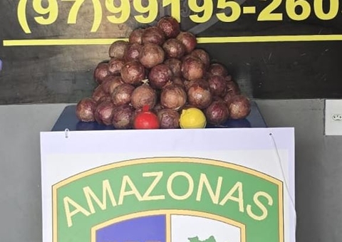 Criminosos escondem 16 kg de drogas em cebolas falsas no Amazonas 