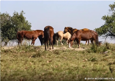 Fiocruz confirma casos de Encefalite Equina no Amazonas