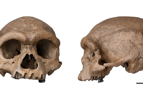 Fóssil de espécie mais próxima ao Homo sapiens é descoberto na China