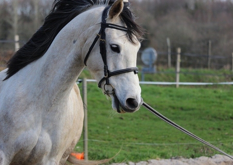 Novas regras proíbem uso de animais em atividades didáticas
