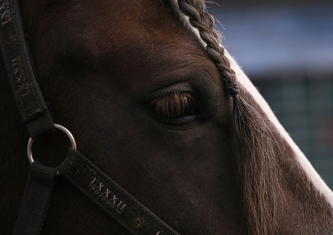 Brasil registra morte de 222 cavalos com suspeita de contaminação por ração, diz ministério