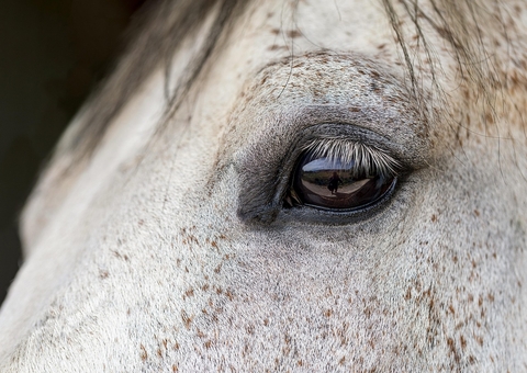 Sobe para 284 o número de cavalos mortos após consumo de ração contaminada
