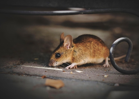 Em experimento com camundongos, cientistas conseguem reverter envelhecimento celular