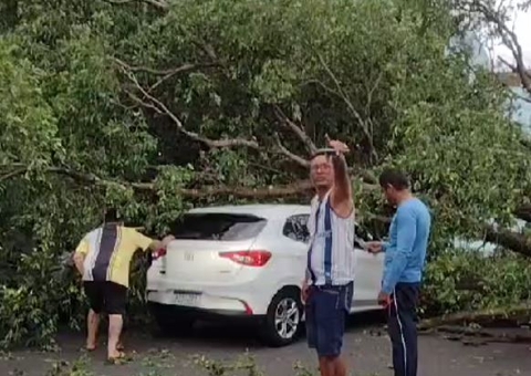 Árvore desaba sobre carro e interdita avenida no centro de Manaus
