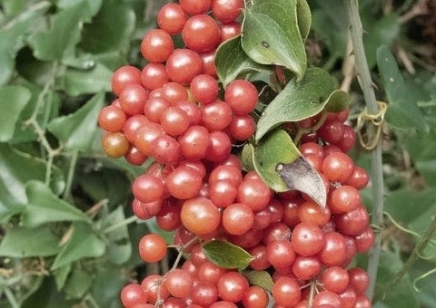 Ácido úrico alto? Conheça a planta que trata o problema de forma natural