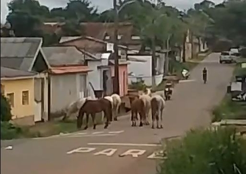 Motociclista fica ferido ao colidir com cavalo solto em avenida em Itacoatiara