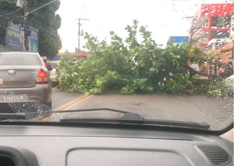 Árvore tomba no meio de avenida e deixa trânsito complicado em Manaus