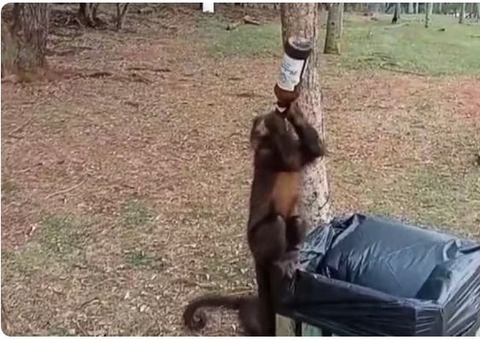 Macaco é flagrado virando garrafa de bebida e vídeo viraliza