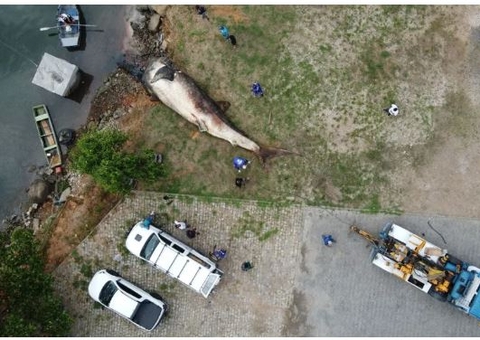 Maior peixe do mundo é encontrado morto no Brasil