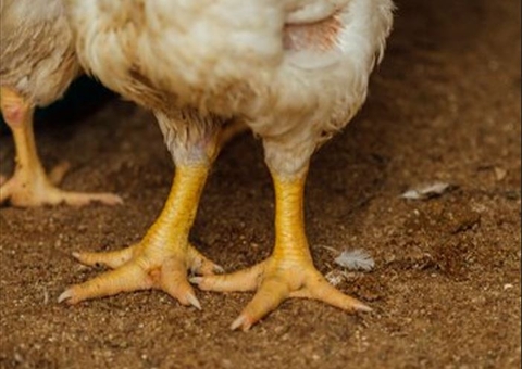 Canadá registra primeiro caso de gripe aviária em humano