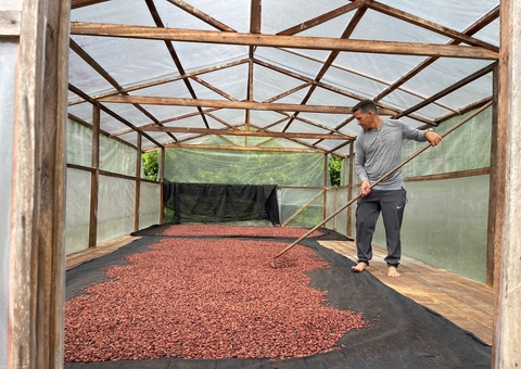 Europa vai receber 1,2 tonelada de amêndoa de cacau produzida por extrativistas do Amazonas