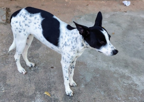 Cadela dócil é encontrada perdida no conjunto Hiléia