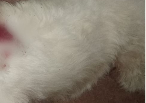 Homem se irrita com latido e mata cadela da vizinha a tiro no Amazonas