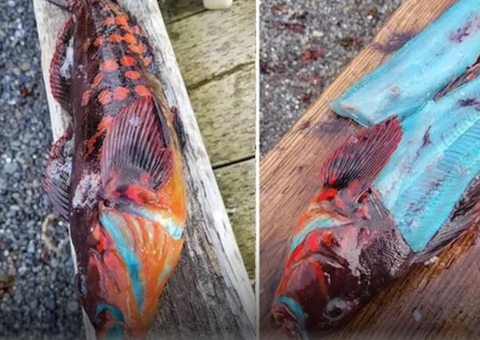 Pescador fisga peixe com carne diferente e viraliza na web