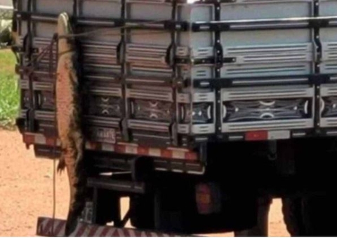 Homem é flagrado transportando jacaré amarrado na carroceria de caminhão