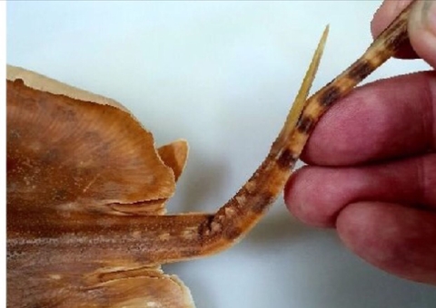 Alerta para acidentes com peixes amazônicos é tema de livro lançado na Ufam