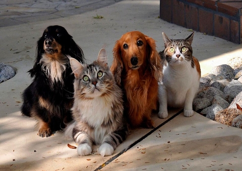 PL regula 'guarda' compartilhada de bichos de estimação em casos de divórcios