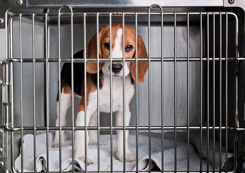 Projeto autoriza dedução no IR por doações para a proteção de animais 