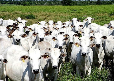 Criação de gado é a maior causa de desmatamento na Amazônia, diz MapBiomas