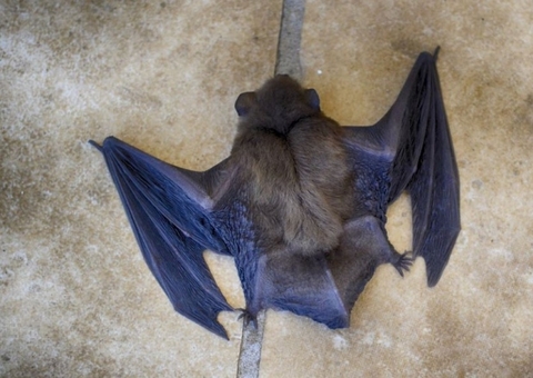 Pesquisa da brasileira estuda relação de morcegos com a covid-19