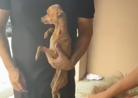 Dois cachorros desnutridos são resgatados após denúncia de maus-tratos no Nova Cidade