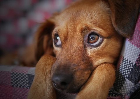 ONG realiza ação de vacinação antirrábica para cachorros em Manaus