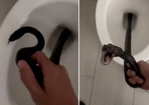 Cobra tenta dar o bote em mulher dentro de vaso sanitário 
